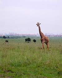 Nairobi
