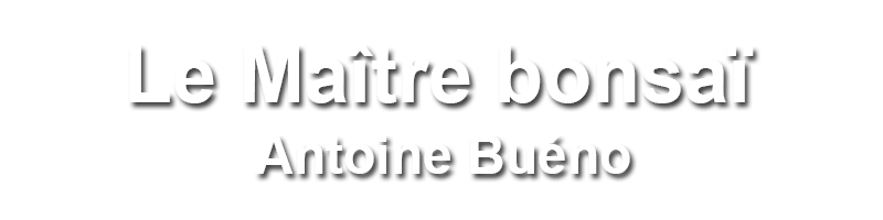 Le Maître bonsaï - Antoine Buéno - Editions Albin Michel
